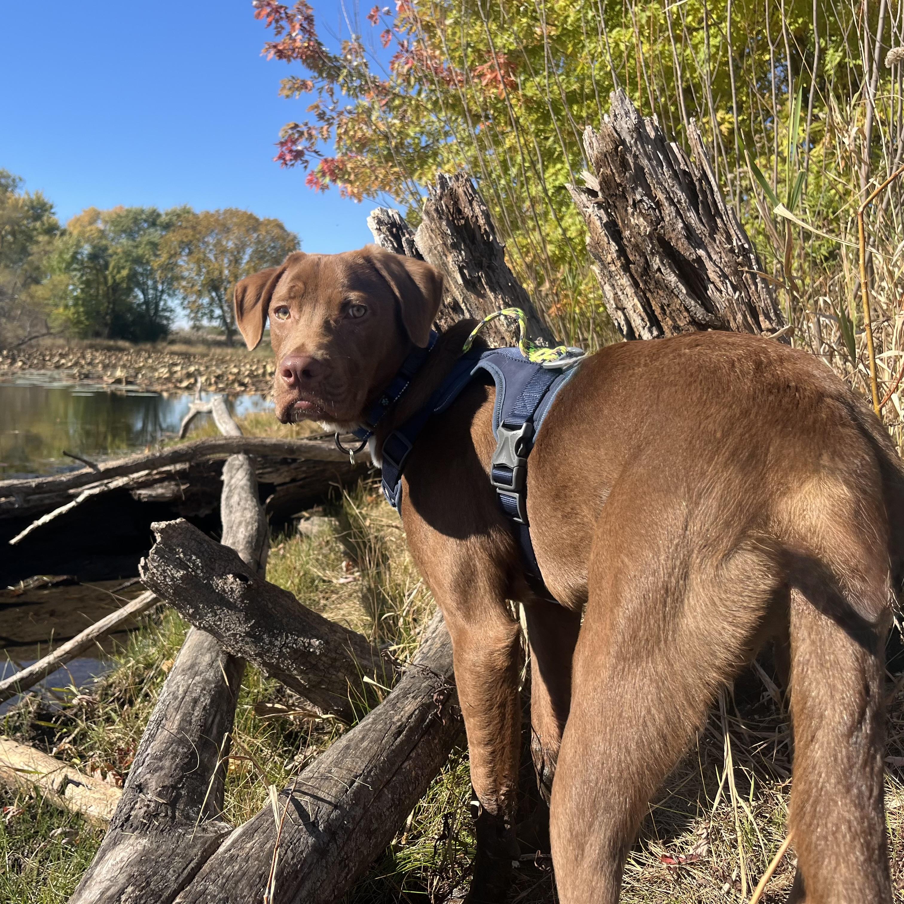 Kermit, an adoption pending mixed breed in Itasca, IL image 6/6