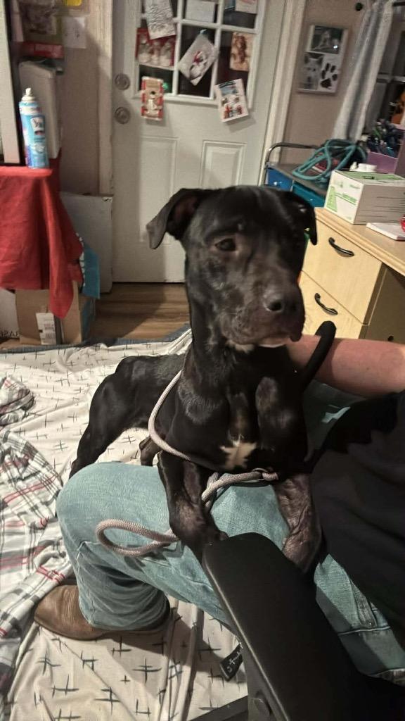 Johnny Cash, Adoptable, Young Male Black Labrador Retriever.