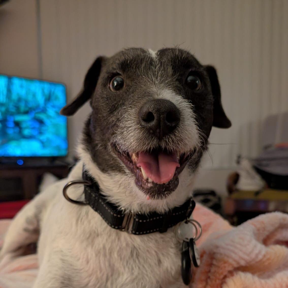 Enlarge Sargent, an adopted mixed breed in Forest Falls, CA image 2/5