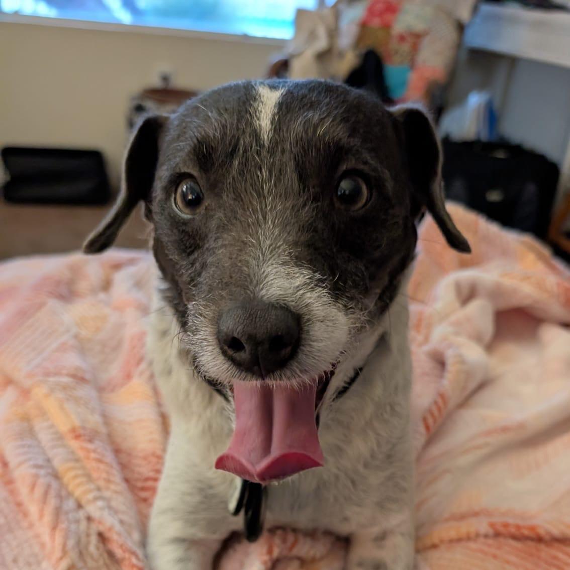 Enlarge Sargent, an adopted mixed breed in Forest Falls, CA image 3/5