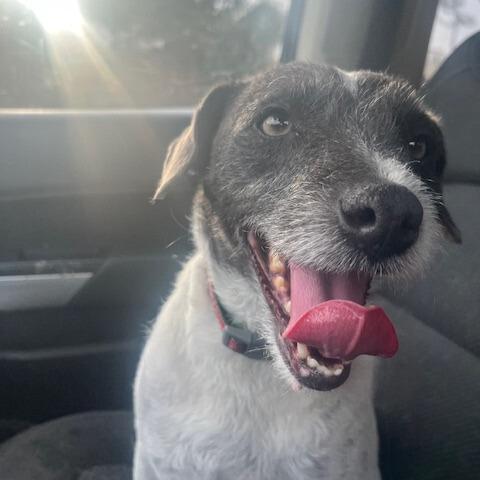 Sargent, adopted, Senior Male Jack Russell Terrier & Terrier.