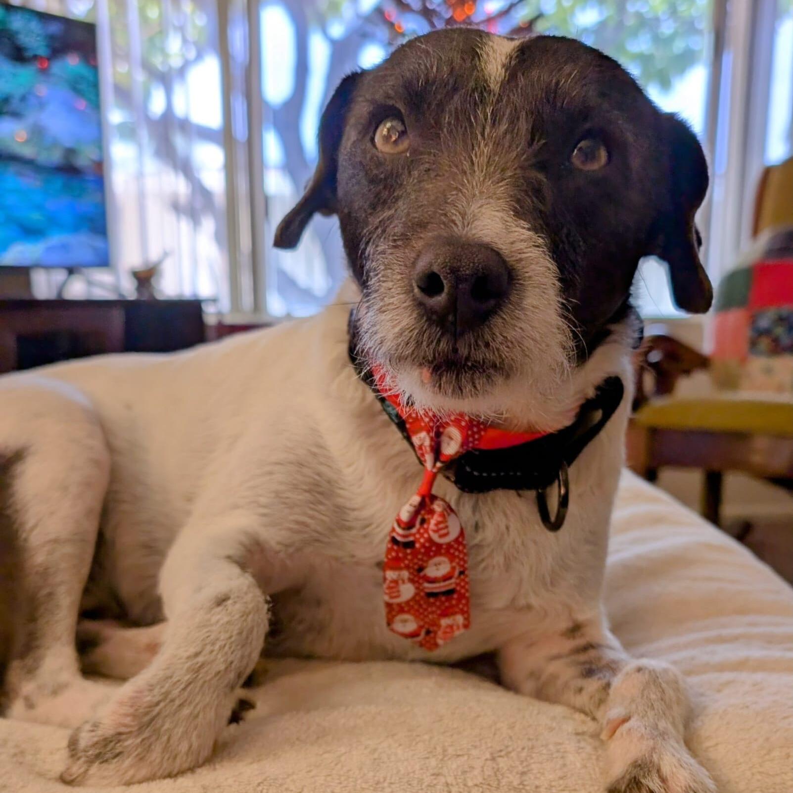 Enlarge Sargent, an adopted mixed breed in Forest Falls, CA image 4/5