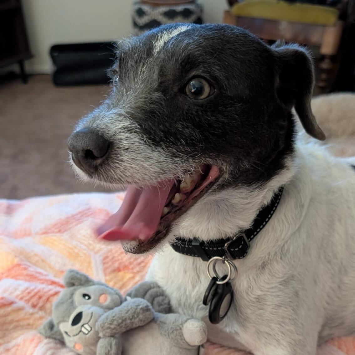 Enlarge Sargent, an adopted mixed breed in Forest Falls, CA image 5/5