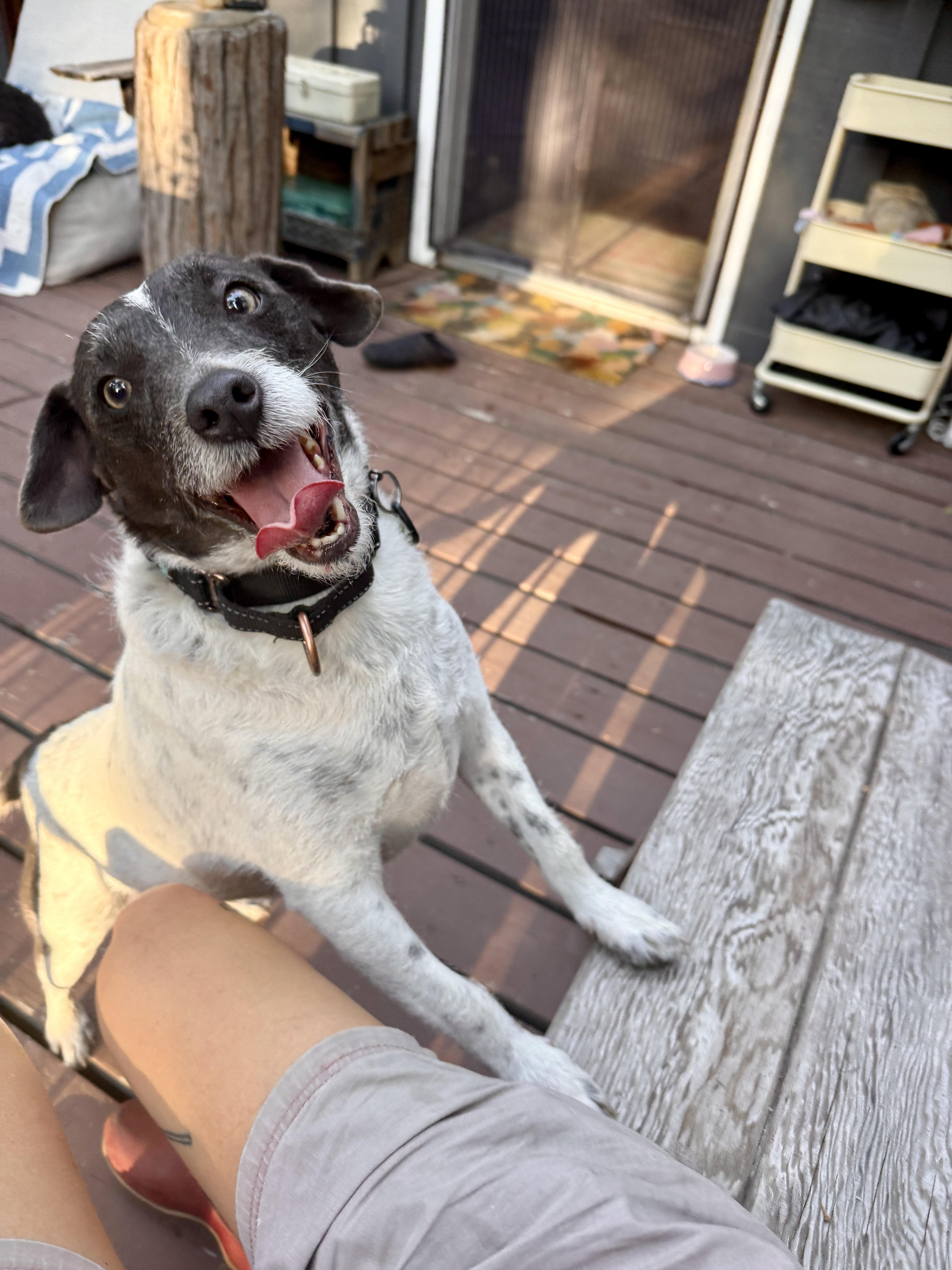 Sargent, adoptable, Adult Male Jack Russell Terrier & Terrier.