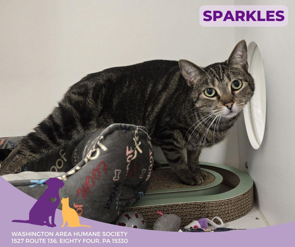 Sparkles, Adoptable, Adult Female Domestic Short Hair.