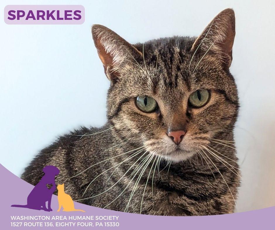 Enlarge Sparkles, a Adoptable mixed breed in Eighty Four, PA image 2/3