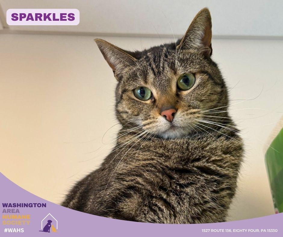 Enlarge Sparkles, a Adoptable mixed breed in Eighty Four, PA image 1/3