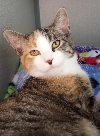 Tempest, an adopted Domestic Short Hair in Waupaca, WI_image-1