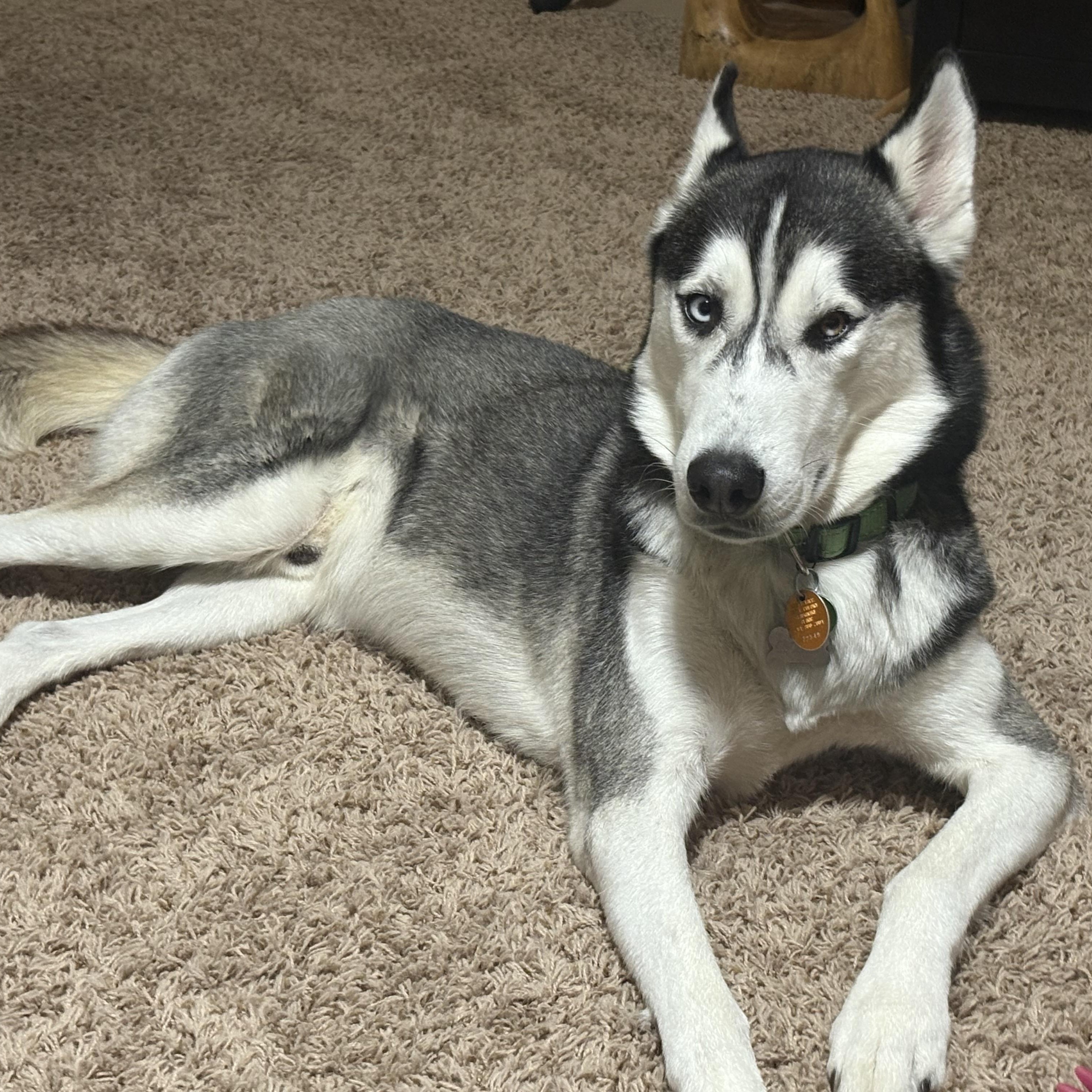 Goodson, an adoptable Siberian Husky in Calumet, MI, 49913 | Photo Image 2