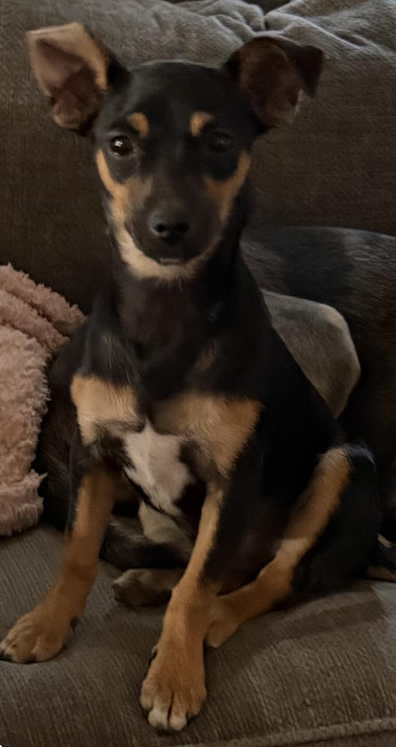 Paula, an adopted mixed breed in Warwick, RI image 2/2