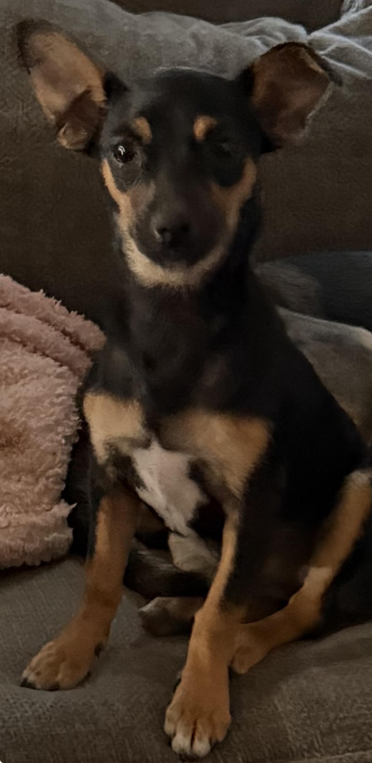 Paula, an adopted mixed breed in Warwick, RI image 1/2