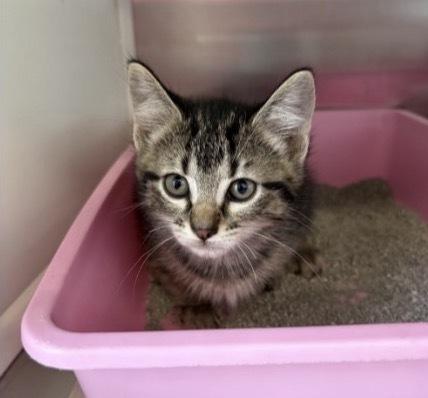 Enlarge Wren, a Adoptable mixed breed in Bronx, NY image 1/1