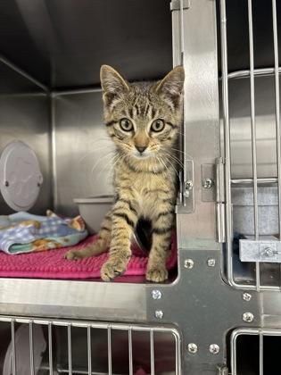 Elijah, Adoptable, Kitten Male Domestic Short Hair & Domestic Short Hair.