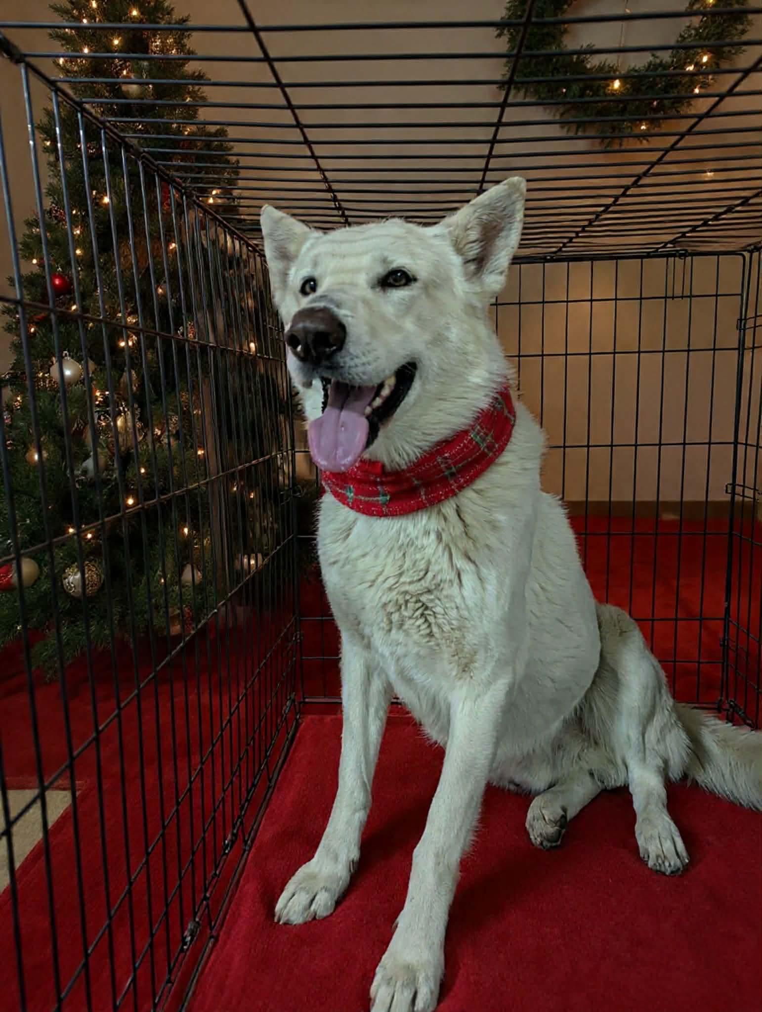Enlarge Dasher, a ADOPTABLE German Shepherd Dog in Colorado Springs, CO image 2/5