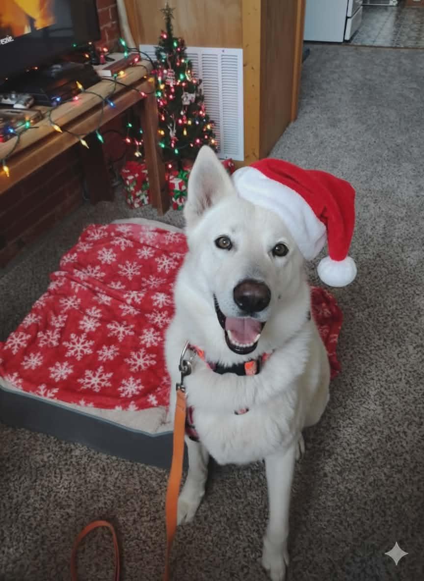 Enlarge Dasher, a ADOPTABLE German Shepherd Dog in Colorado Springs, CO image 5/5