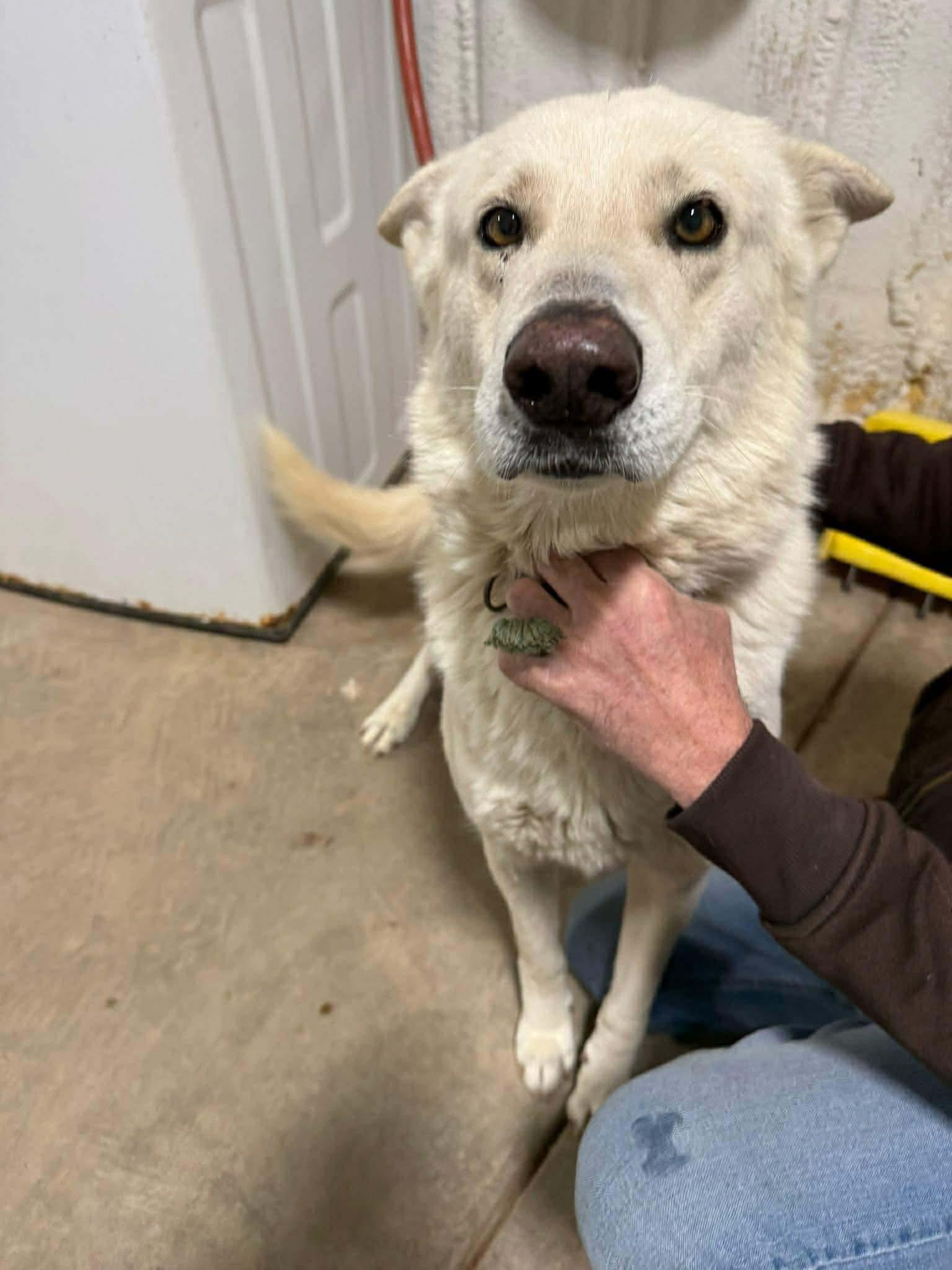 Dasher, ADOPTABLE, Young Male German Shepherd Dog.