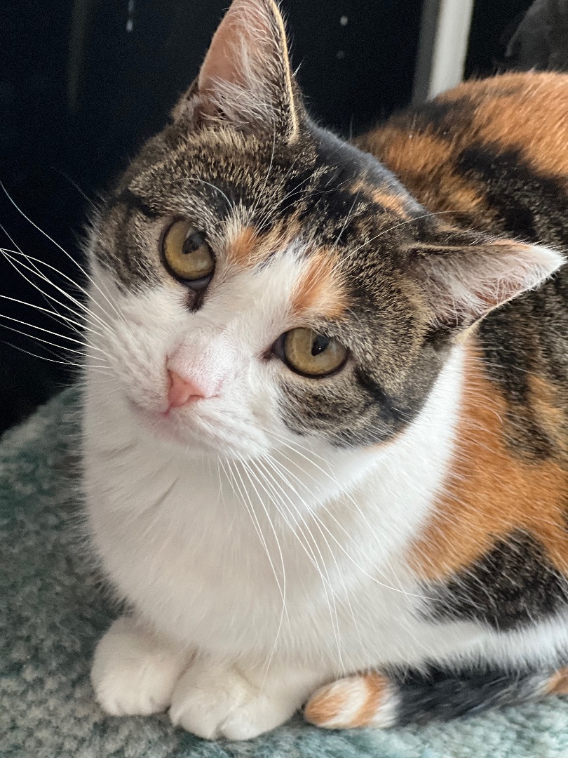 Willow, a Adoptable mixed breed in Arnprior, ON image 1/4