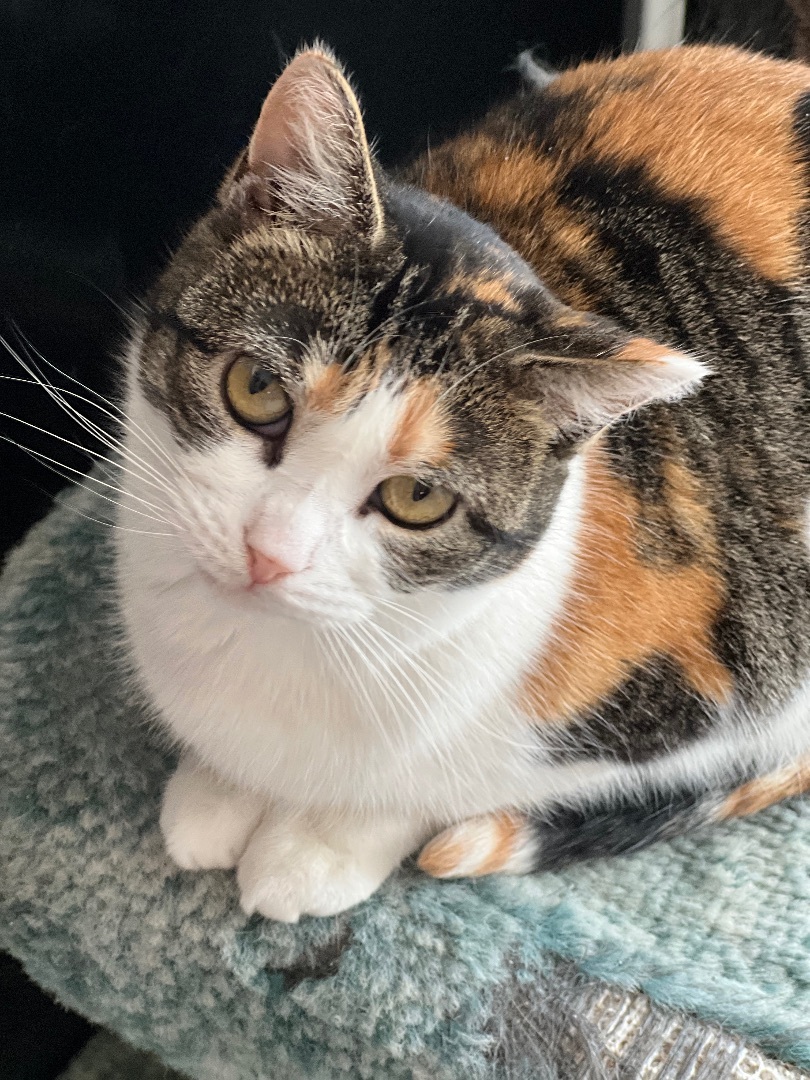 Willow, a Adoptable mixed breed in Arnprior, ON image 2/4