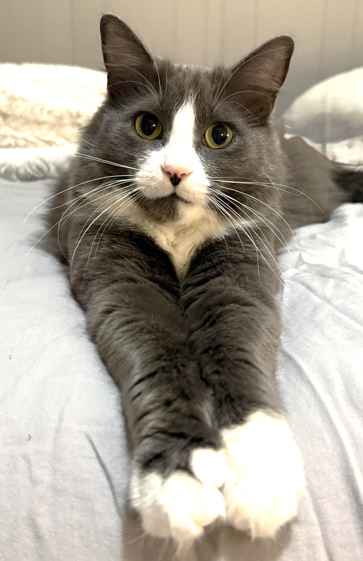 Lola, Adoptable, Adult Female Domestic Short Hair.