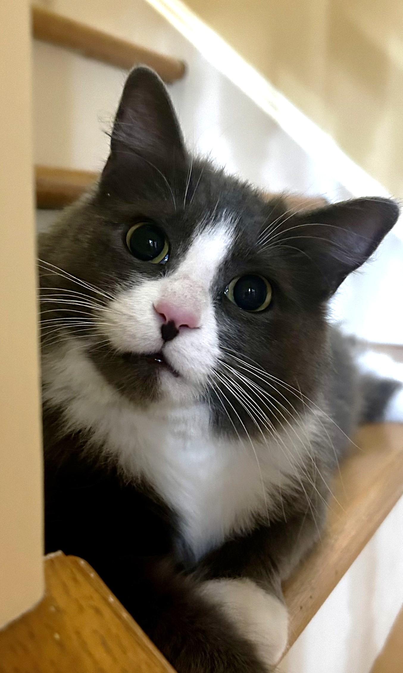 Enlarge Lola, a Adoptable Domestic Short Hair in Stoney Creek, ON image 5/5