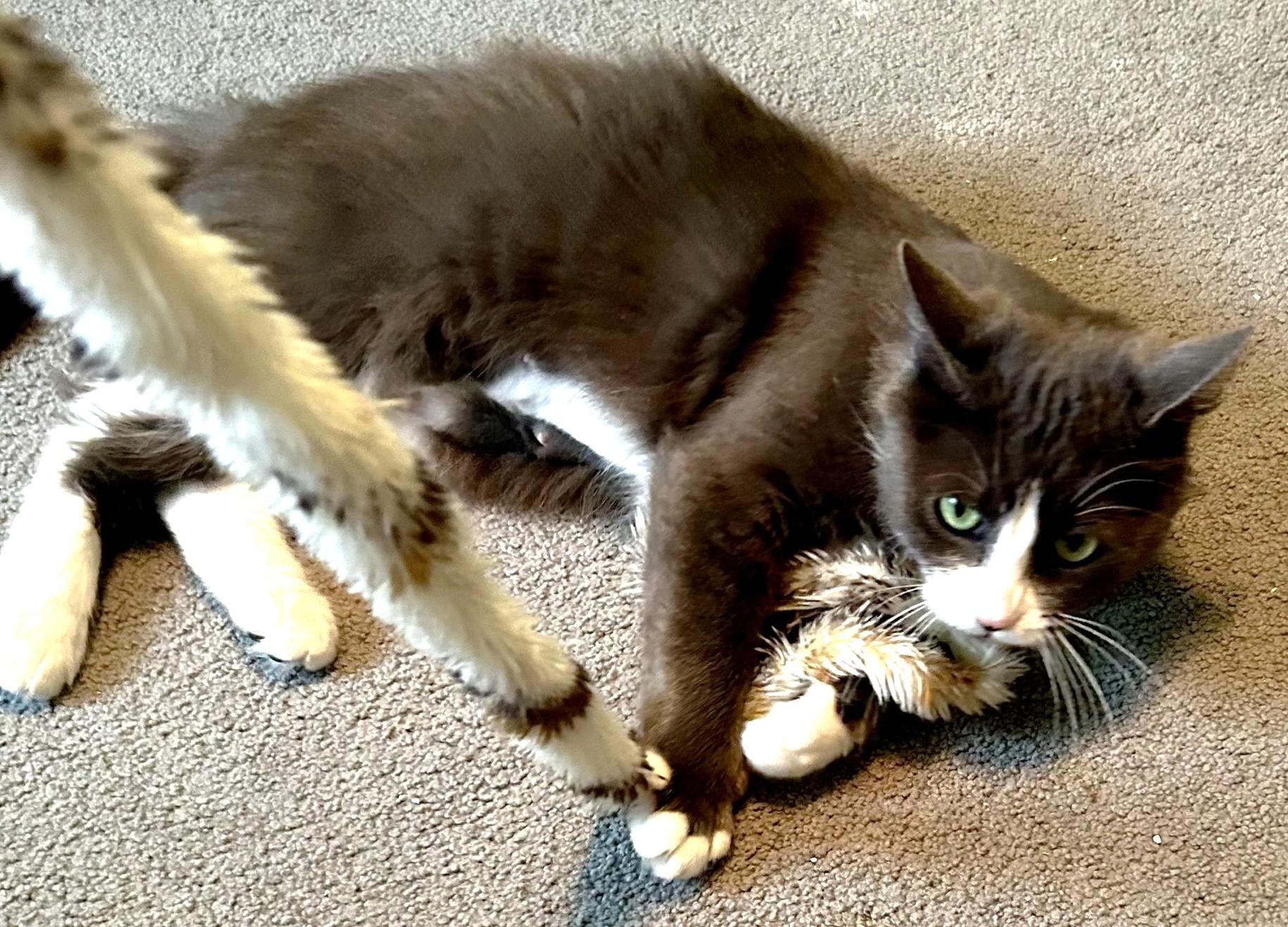 Lola, a Adoptable Domestic Short Hair in Stoney Creek, ON image 3/6