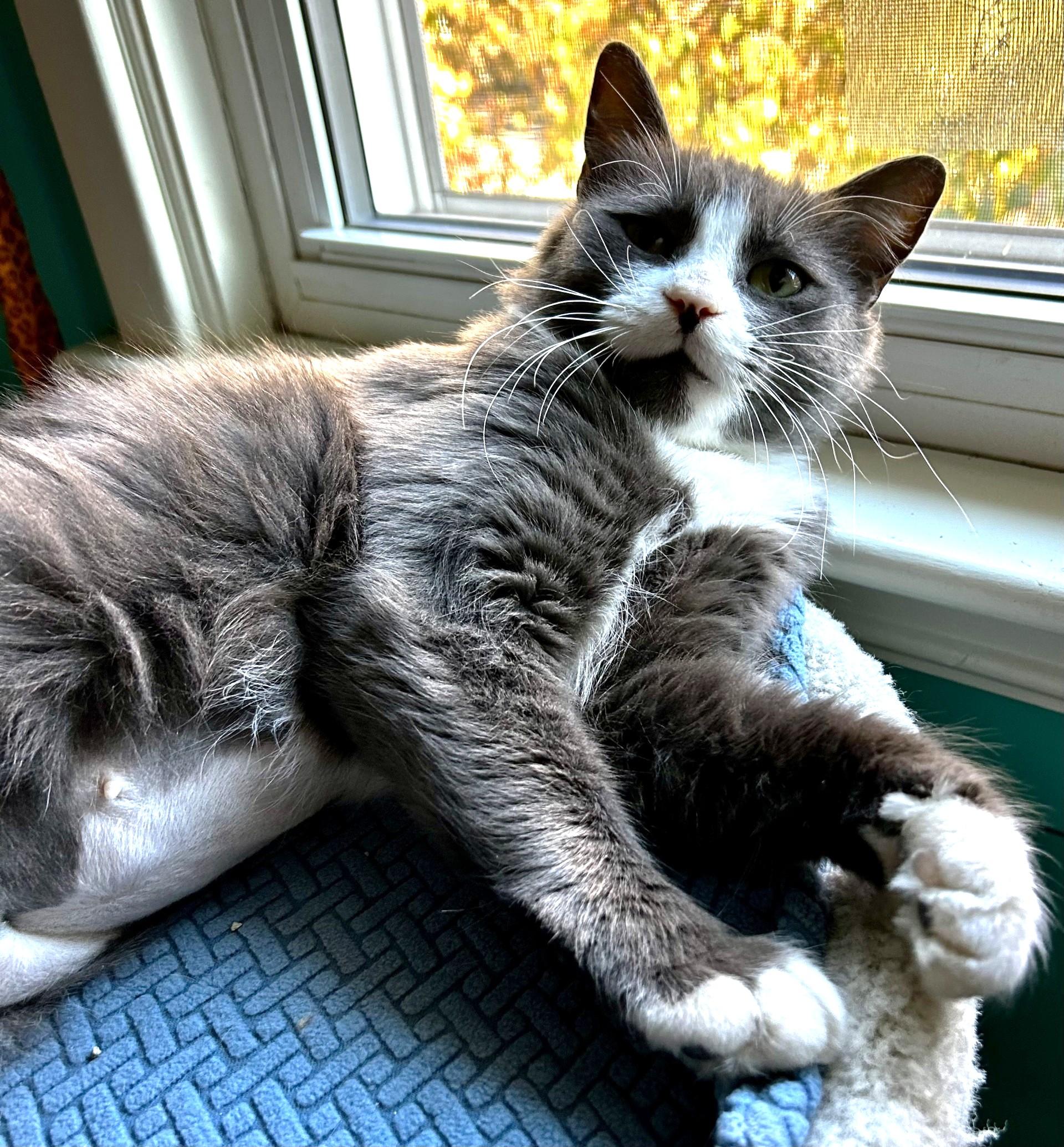 Lola, a Adoptable Domestic Short Hair in Stoney Creek, ON image 6/6