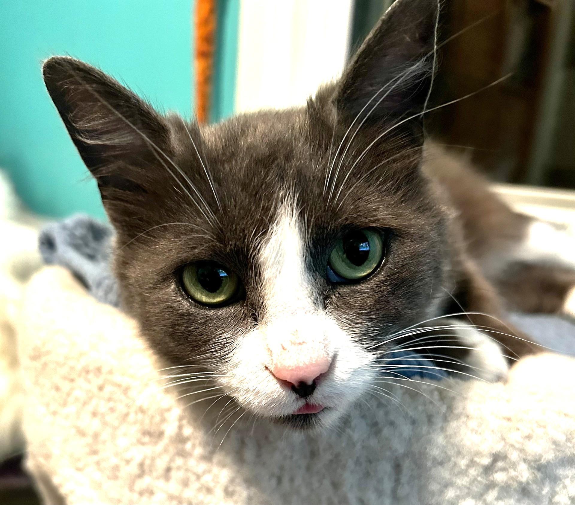 Lola, a Adoptable Domestic Short Hair in Stoney Creek, ON image 5/6