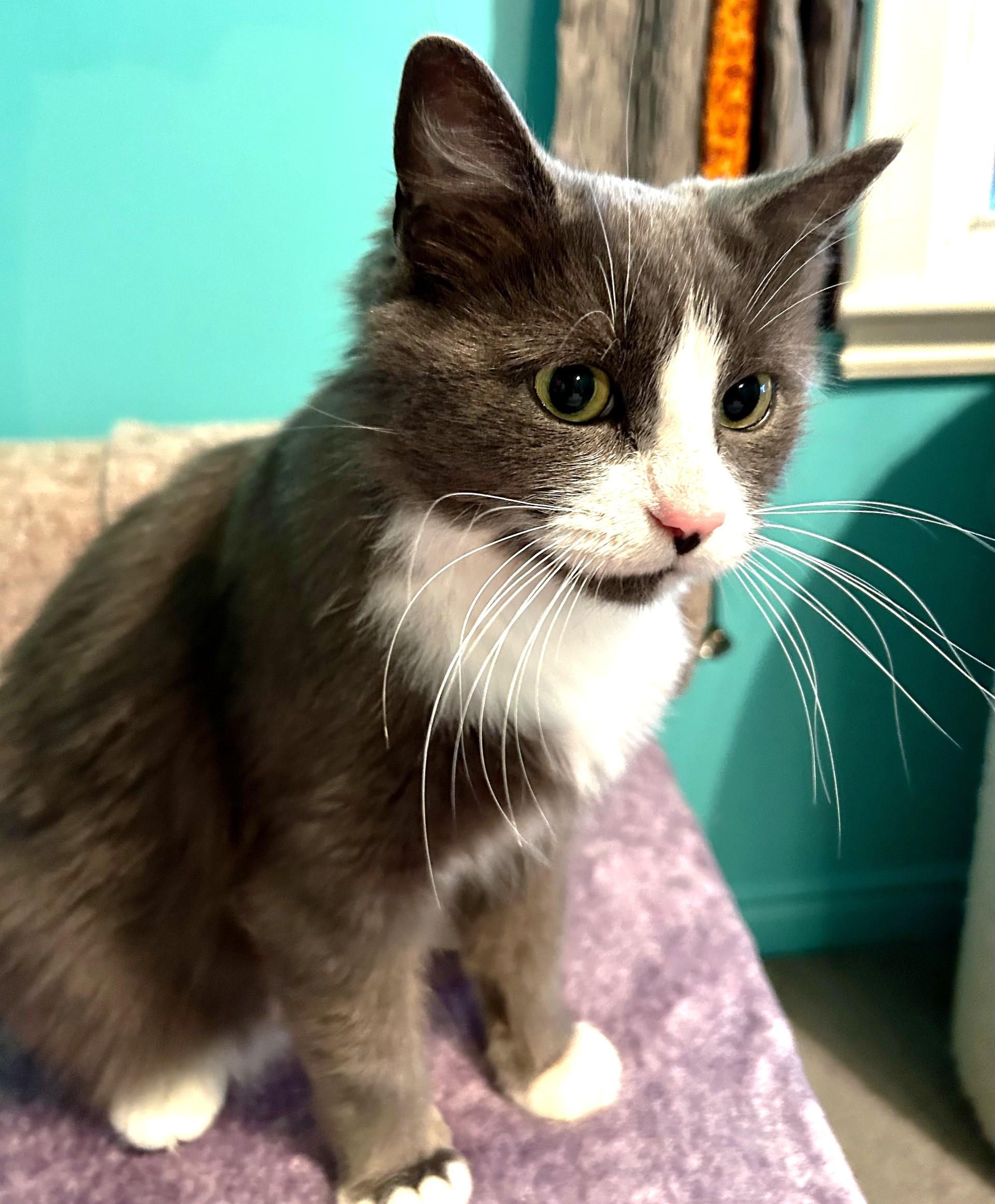 Lola, a Adoptable Domestic Short Hair in Stoney Creek, ON image 1/6