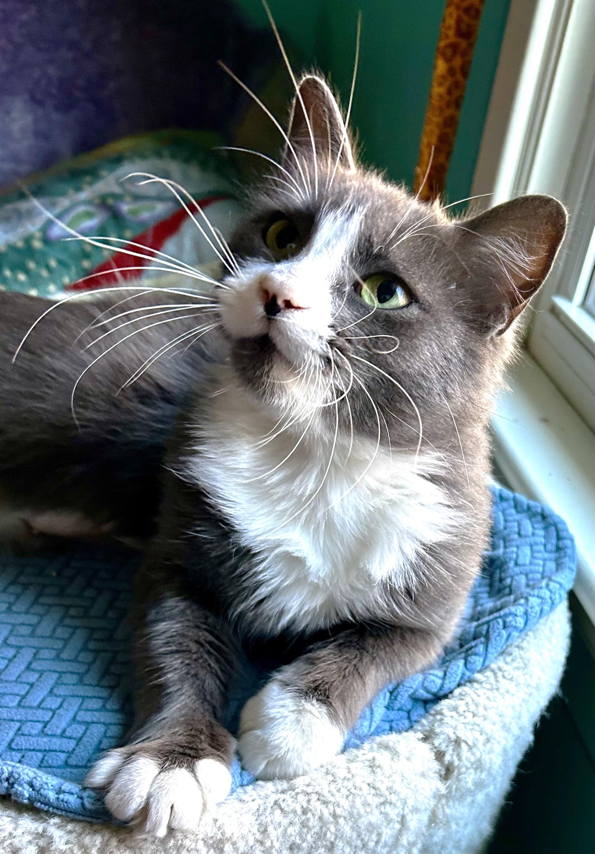 Lola, a Adoptable Domestic Short Hair in Stoney Creek, ON image 4/6