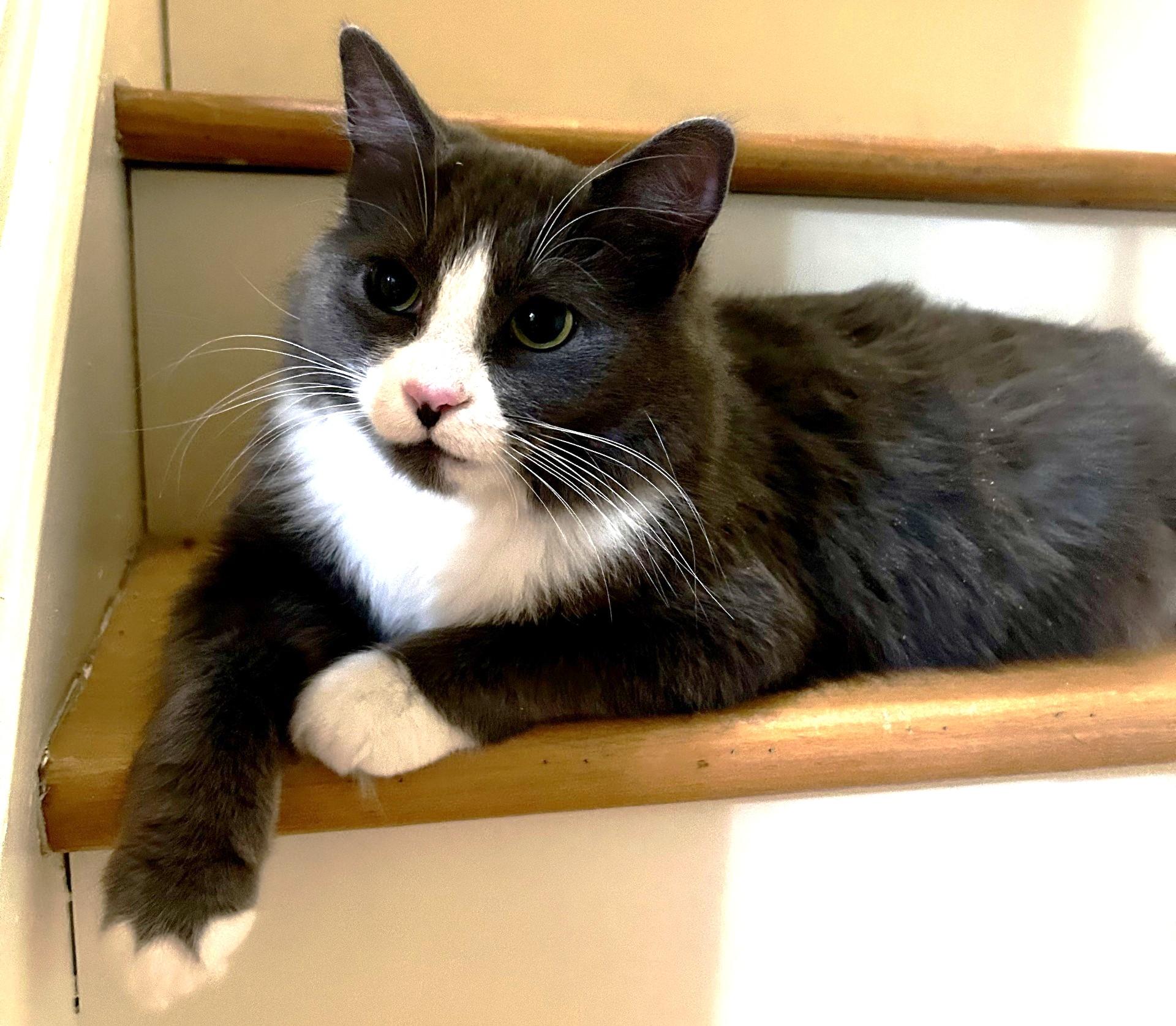 Lola, Adoptable, Adult Female Domestic Short Hair.