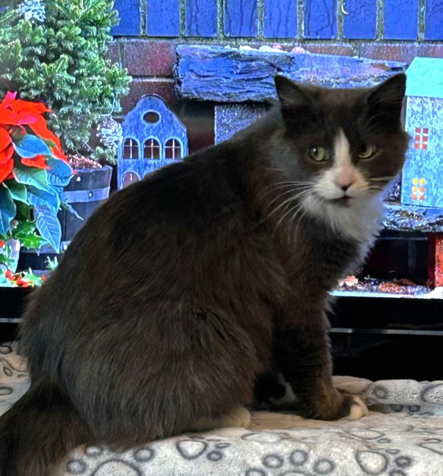 Lola, a Adoptable Domestic Short Hair in Stoney Creek, ON image 2/6