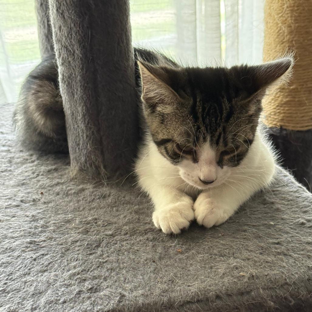 Bruno, Adoptable, Kitten Male Domestic Short Hair.