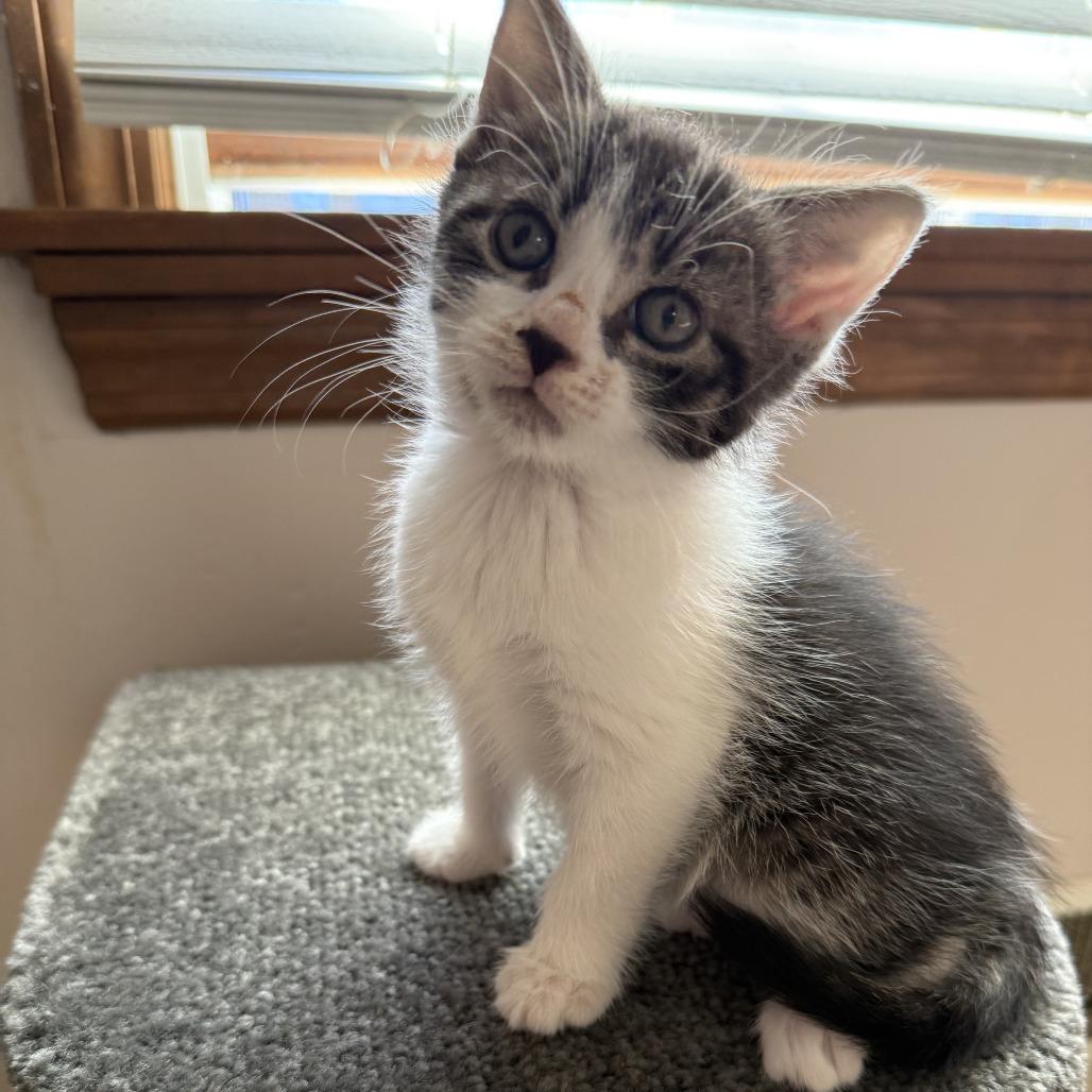 Bruno, a Adoptable Domestic Short Hair in Pittsburgh, PA image 2/3