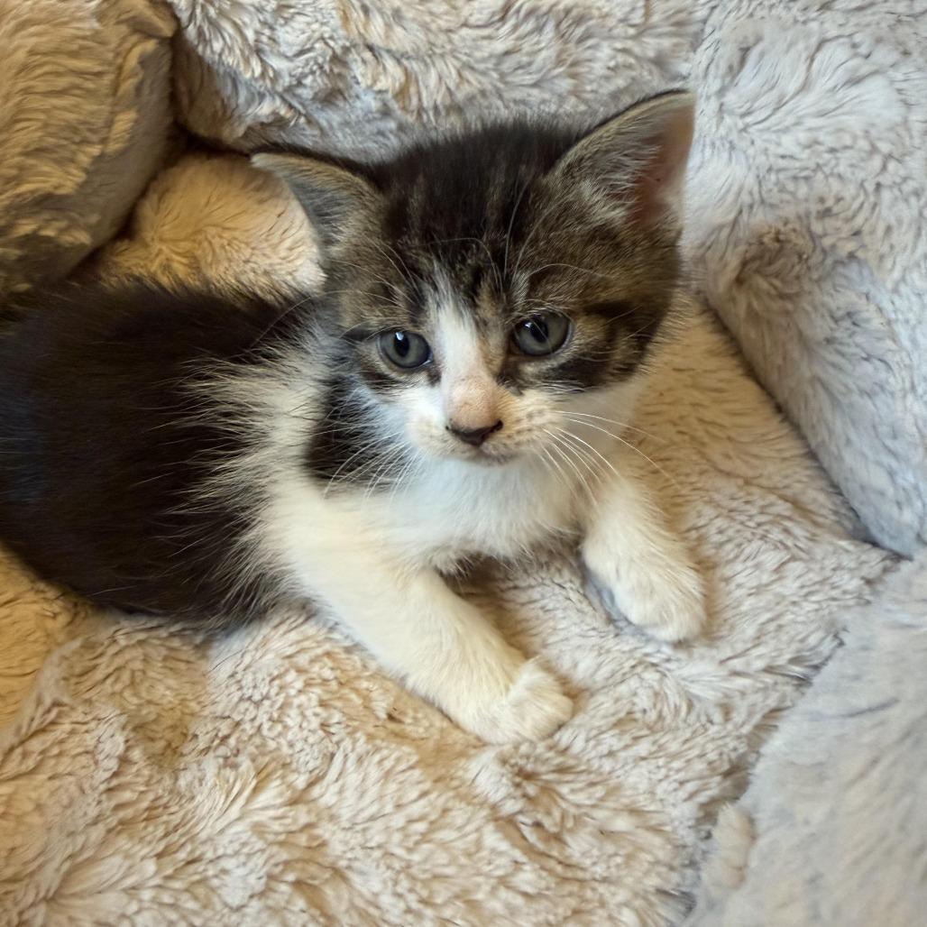 Bruno, a Adoptable Domestic Short Hair in Pittsburgh, PA image 3/3