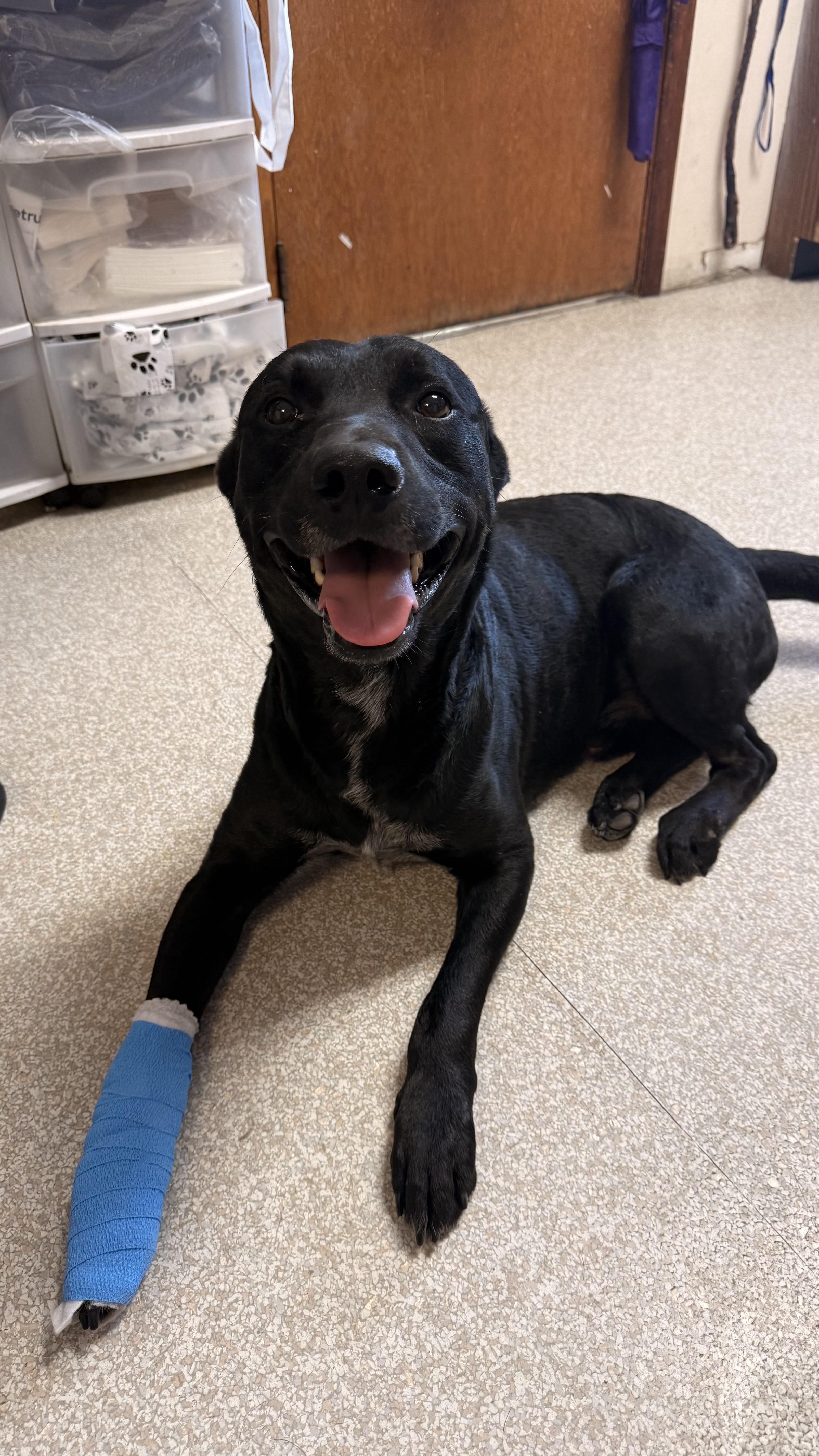 Ranger, ADOPTABLE, Adult Male Black Labrador Retriever.