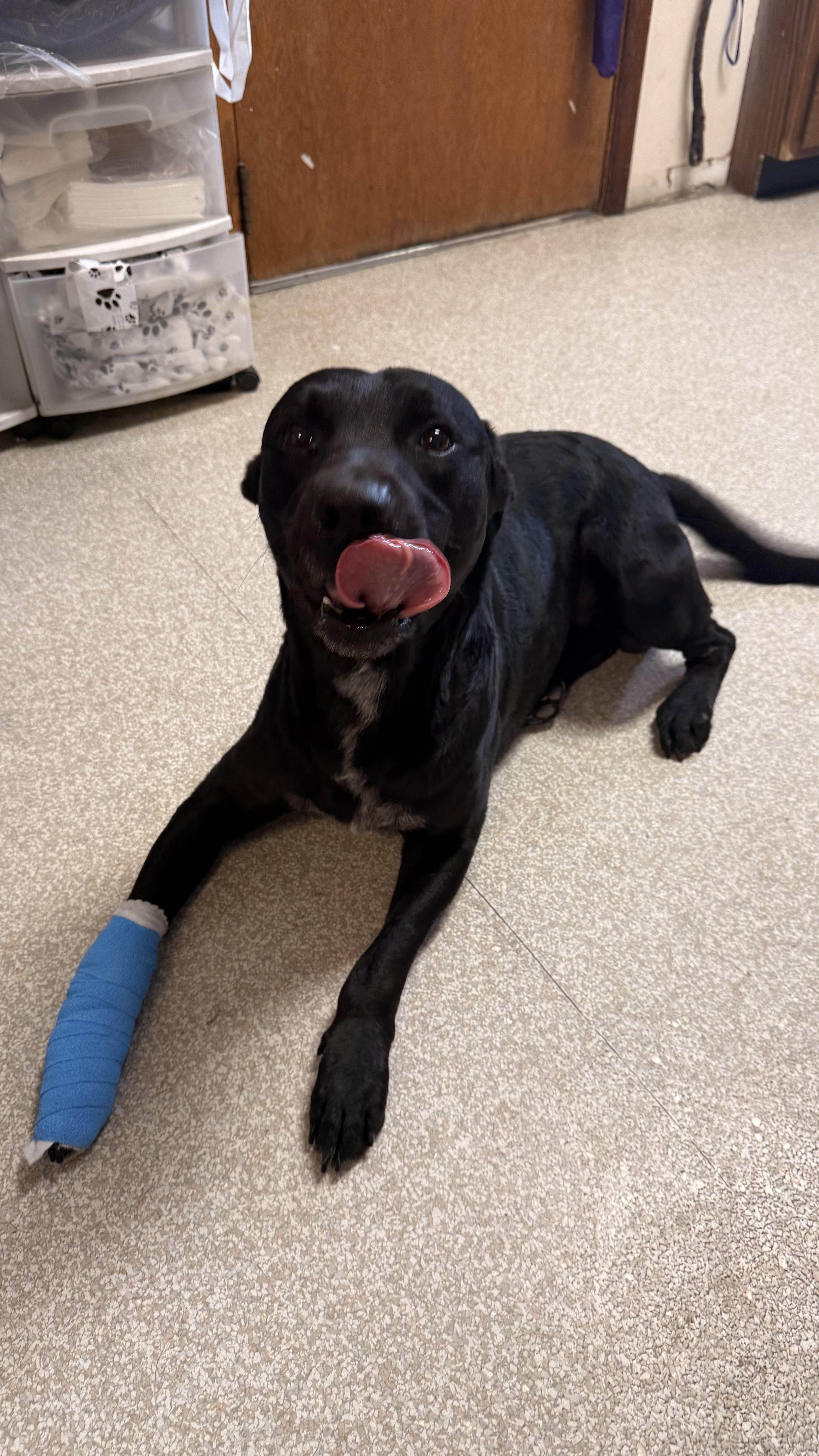 Enlarge Ranger, a ADOPTABLE Black Labrador Retriever in Fort Madison, IA image 2/3