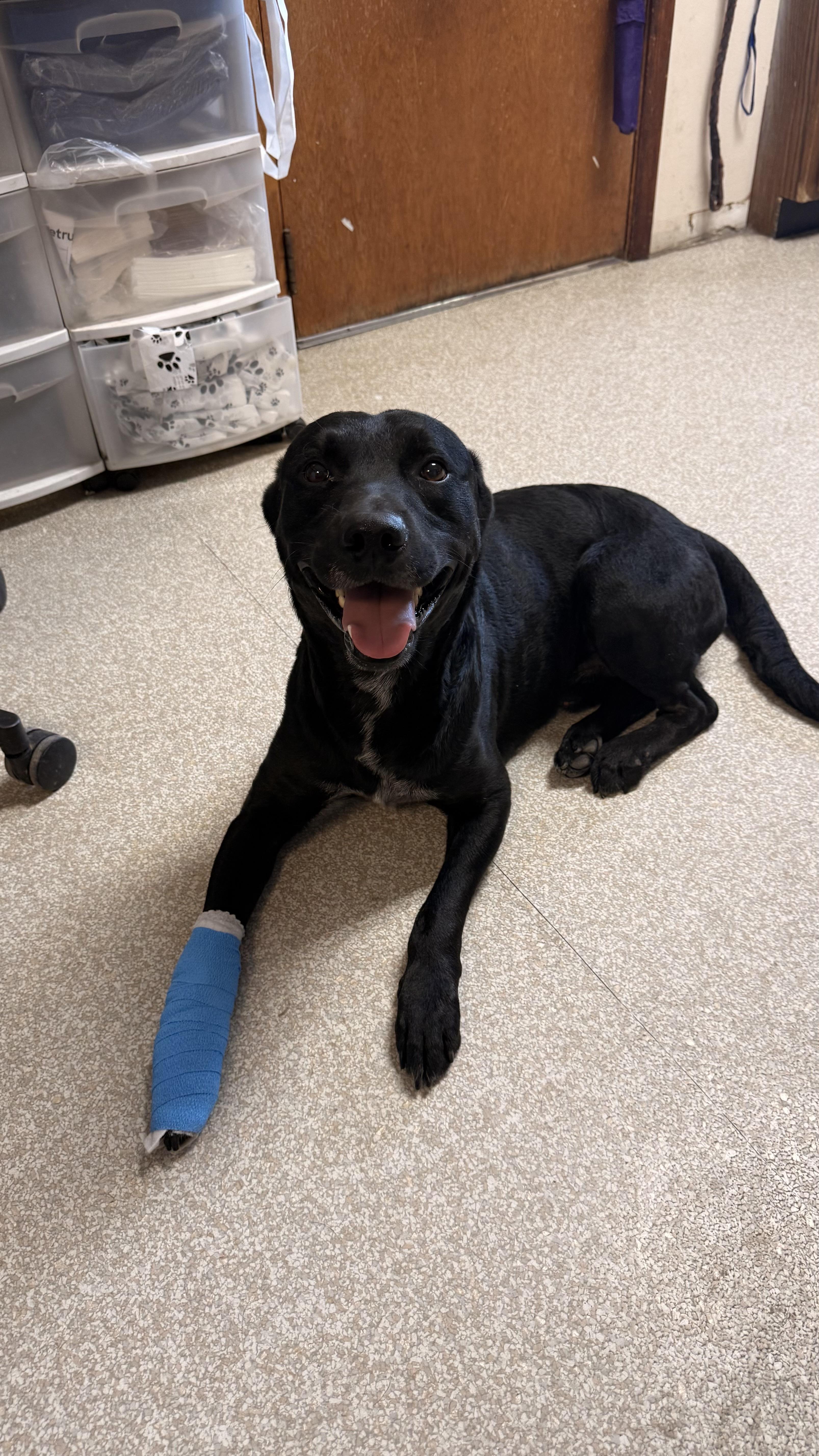 Enlarge Ranger, a ADOPTABLE Black Labrador Retriever in Fort Madison, IA image 3/3