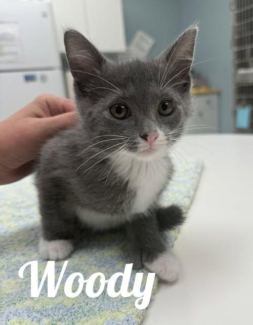 Enlarge Woody, a Adopted Domestic Short Hair in Manistee, MI image 1/1
