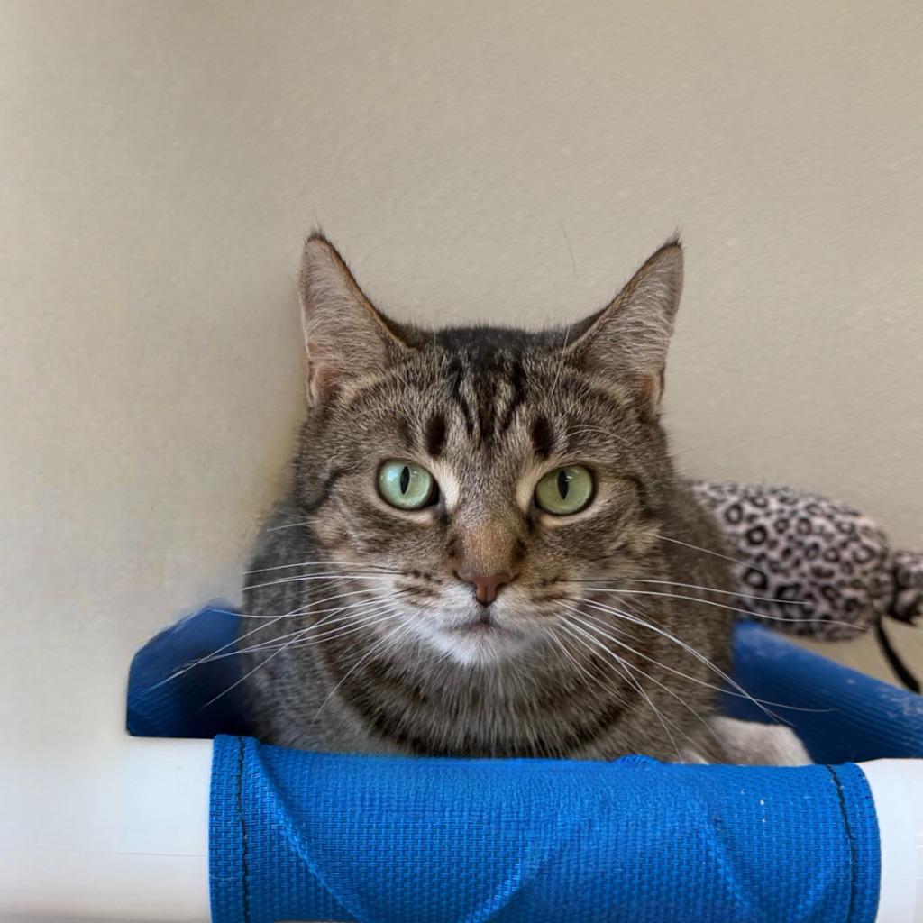 Frogfish, a Adoptable Domestic Short Hair in State College, PA image 1/6