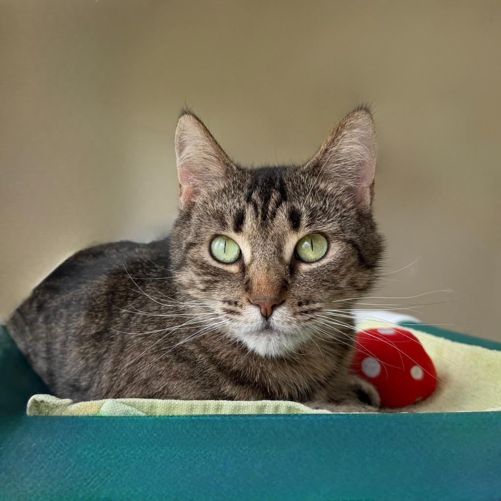 Enlarge Frogfish, a Adoptable Domestic Short Hair in State College, PA image 1/6