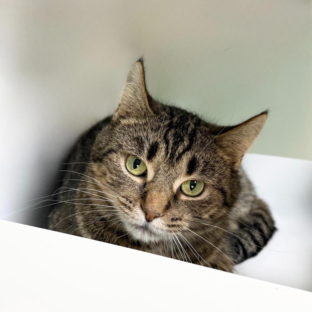 Frogfish, Adoptable, Adult Female Domestic Short Hair.