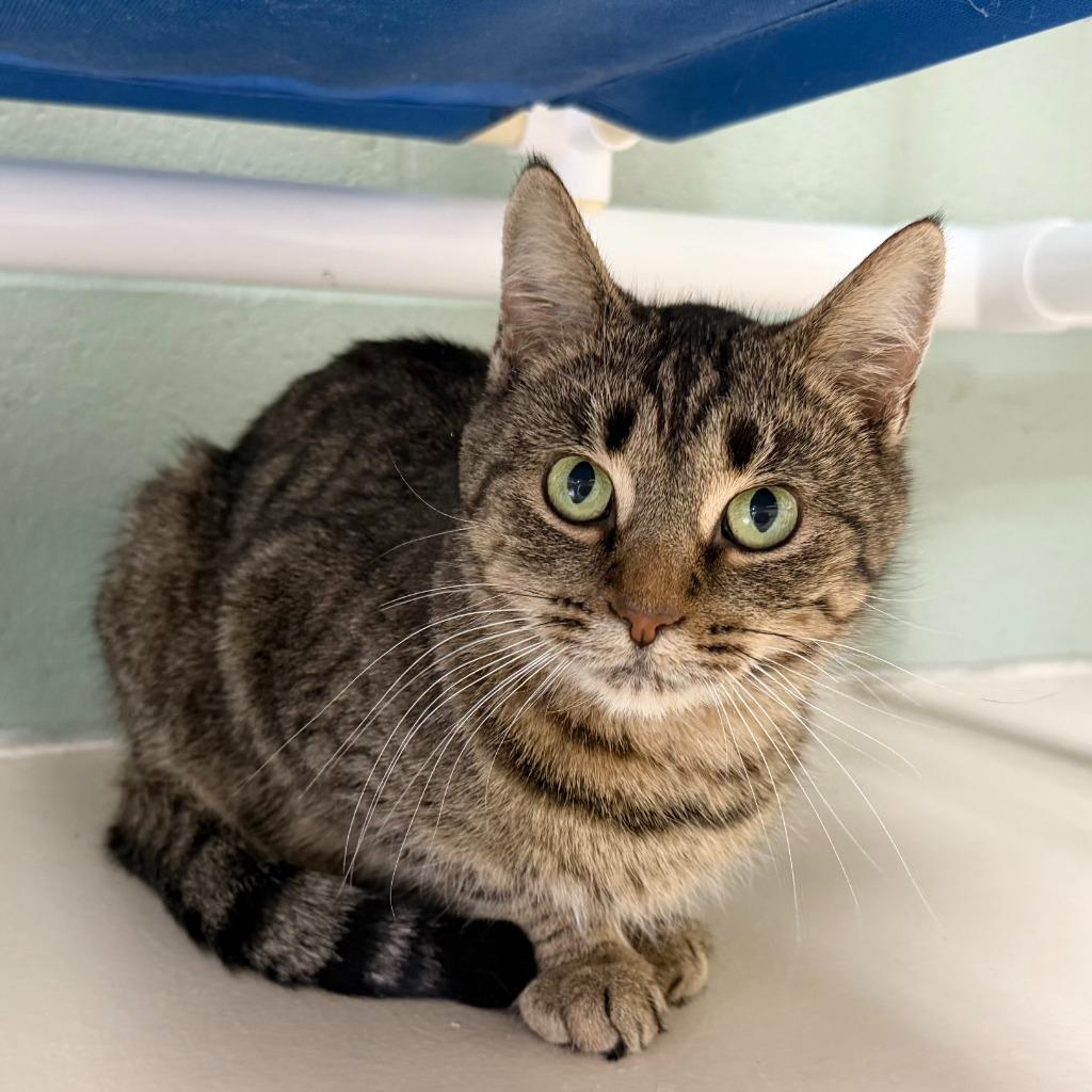 Enlarge Frogfish, a Adoptable Domestic Short Hair in State College, PA image 3/6