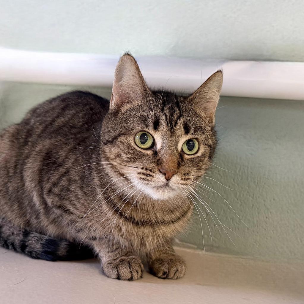 Enlarge Frogfish, a Adoptable Domestic Short Hair in State College, PA image 4/6