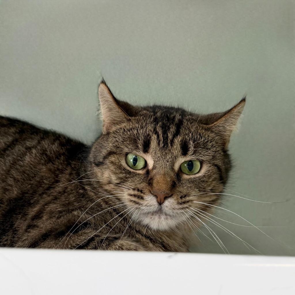 Enlarge Frogfish, a Adoptable Domestic Short Hair in State College, PA image 5/6