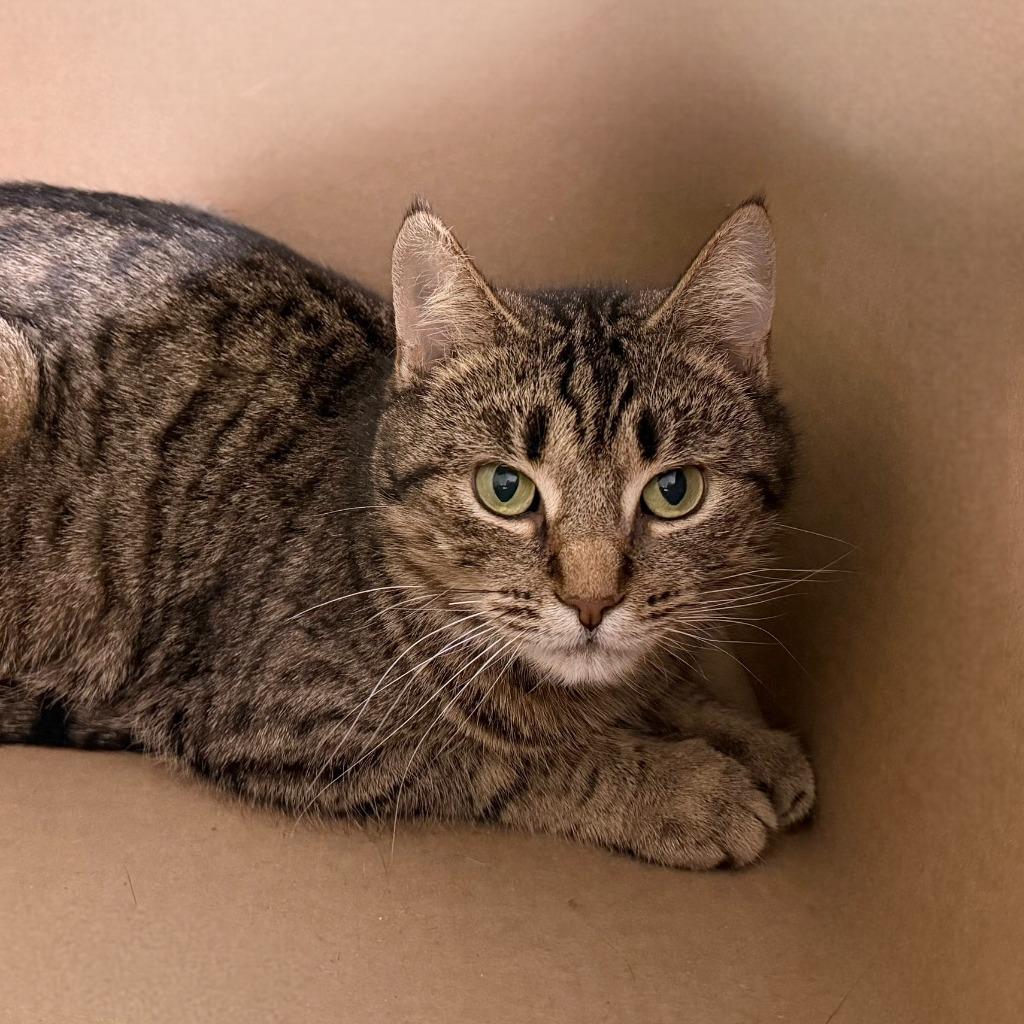 Enlarge Frogfish, a Adoptable Domestic Short Hair in State College, PA image 6/6
