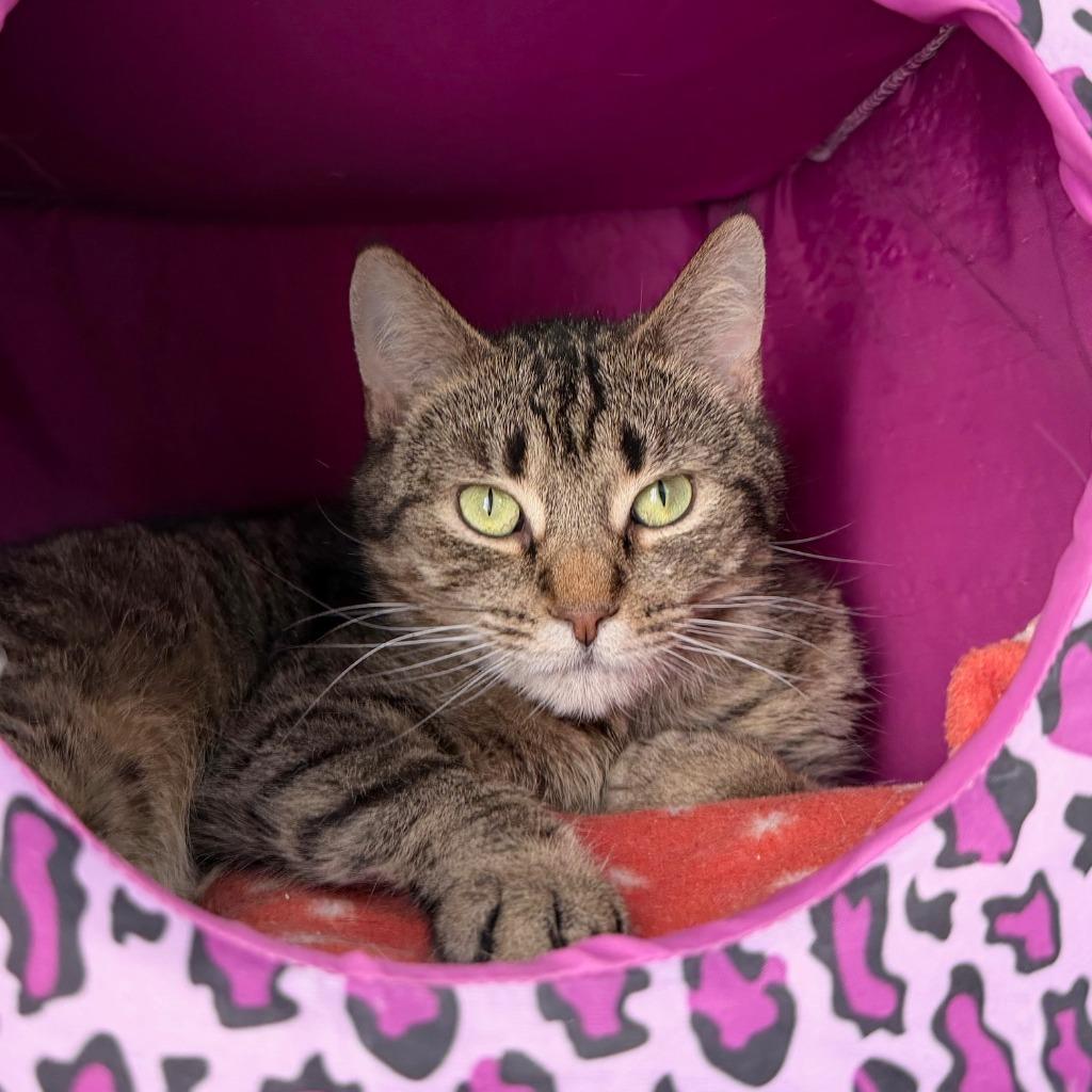 Frogfish, a Adoptable Domestic Short Hair in State College, PA image 6/6