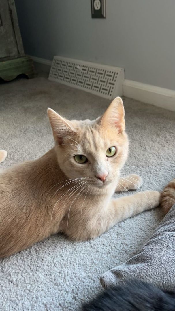 Buffy (brother to Fluffy and Duffy) (J.P.), a Adoptable Domestic Medium Hair in Huddleston, VA image 1/3