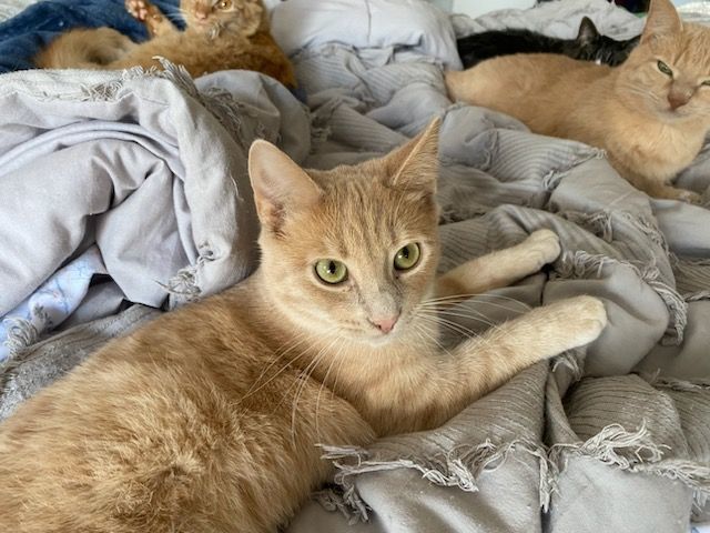 Buffy (brother to Fluffy and Duffy) (J.P.) — thumbnail 2