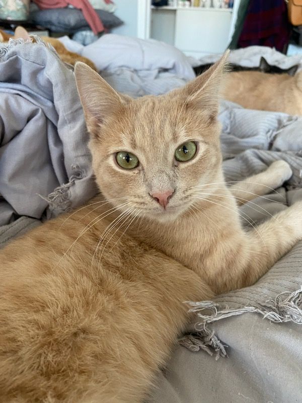 Buffy (brother to Fluffy and Duffy) (J.P.) — thumbnail 3