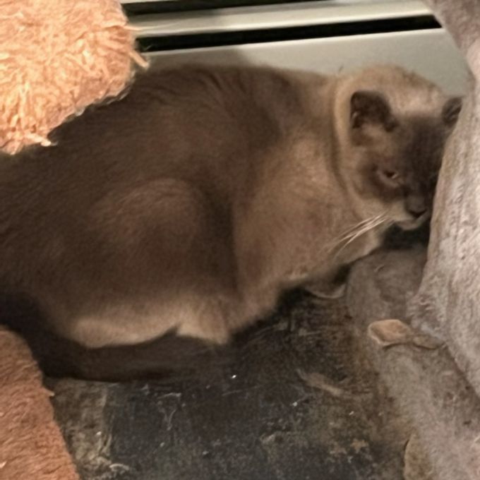 BARN CATS - EXCELLENT FOR MOUSING! (SMALL DONATION)